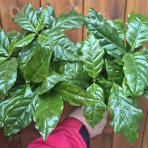 Kávovník arabský (Coffea Arabica) - výška 15-20 cm, kont. C1L